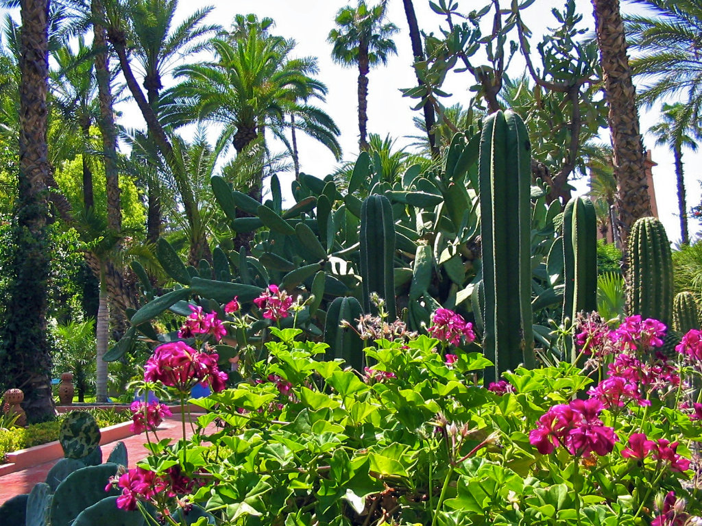 Мажорель Марокко. Парк в Марокко Ив сен Лоран. Сад Мажорель в Марокко. Легендарный сад