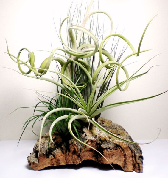 Нестандартные способы выращивания эпифитных орхидей: простые и эффективные методы